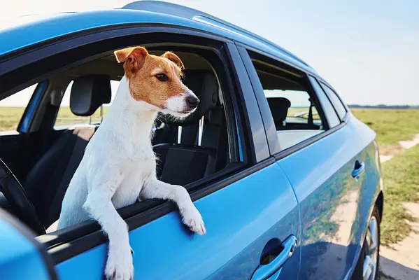 Viaggiare con il Tuo Cucciolo: Consigli per Viaggi in Auto, Aerei e Soggiorni in Hotel con il Tuo Compagno Peloso