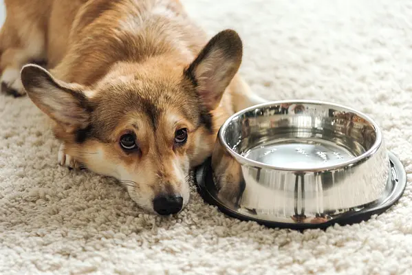您的幼犬每天需要多少水？