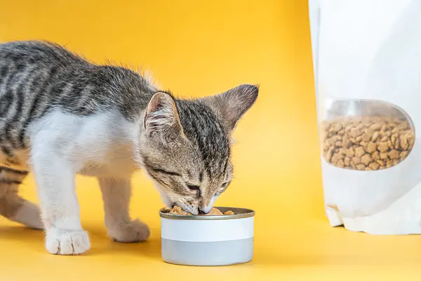 O Guia Completo para Criar o Cronograma de Alimentação Perfeito para Seu Amigo Felino