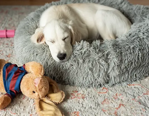 Creare una Routine della Buonanotte Costante per il Tuo Nuovo Cucciolo