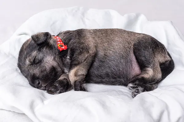 Cómo ayudar a tu cachorro a dormir toda la noche