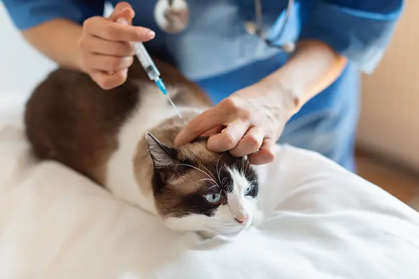 Het complete vaccinatieschema voor katten: een liefdevolle gids voor eigenaren om uw kat gezond te houden