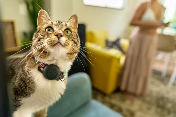 保持您的猫咪朋友健康：每位猫家长都应该了解的7个早期预警信号